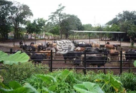 En Coatzacoalcos esperan información sobre importación de carne bovina