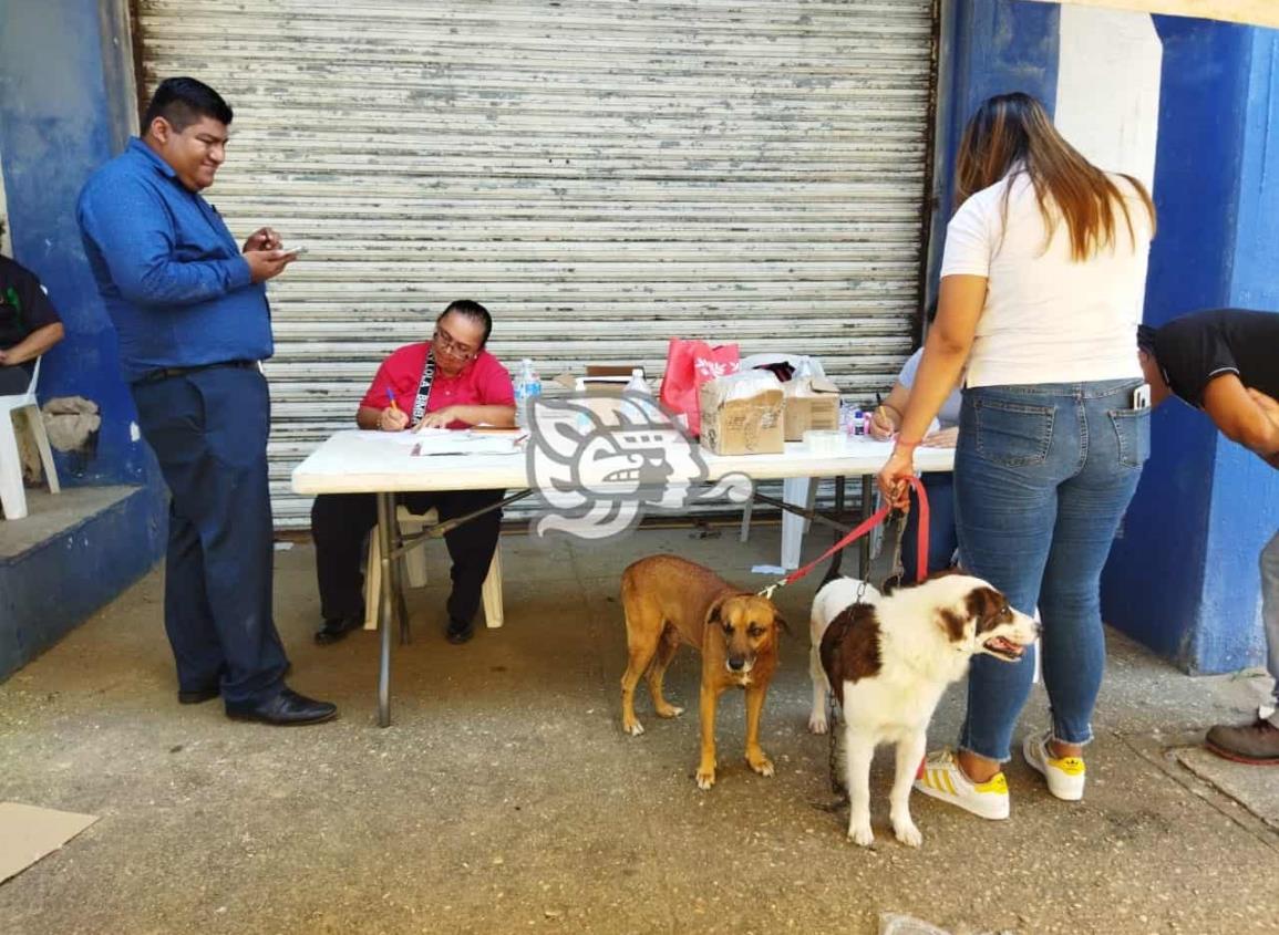 Continúa aplicación de vacunas antirrábicas en Coatzacoalcos