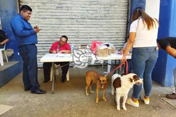 Continúa aplicación de vacunas antirrábicas en Coatzacoalcos