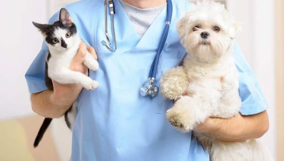 Realizarán campaña para esterilizar perros y gatos