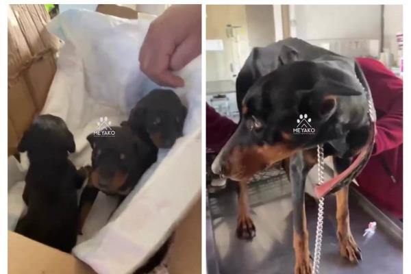 Con todo y crías; rescatan a perrita casi un mes después del sismo en Turquía (+Video)