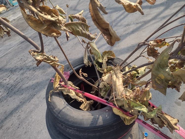 Con pila de llantas, veracruzanos adornan un socavón que se formó en plenas calles