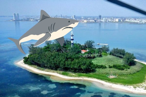 Capturan tiburón Toro de dos metros de largo en Veracruz