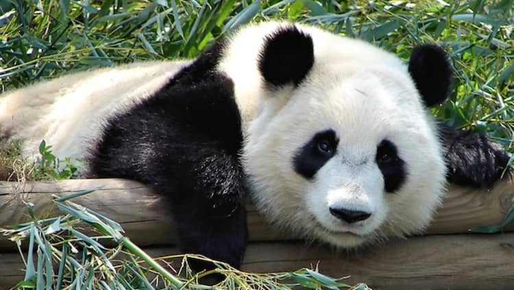 Celebra Estados Unidos Día Nacional del Oso Panda