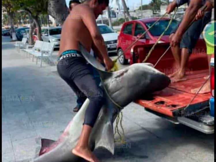 Capturan tiburón Toro de dos metros de largo en Veracruz