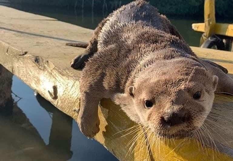 Va Fiscalía de Veracruz por agresor de la nutria “Max”