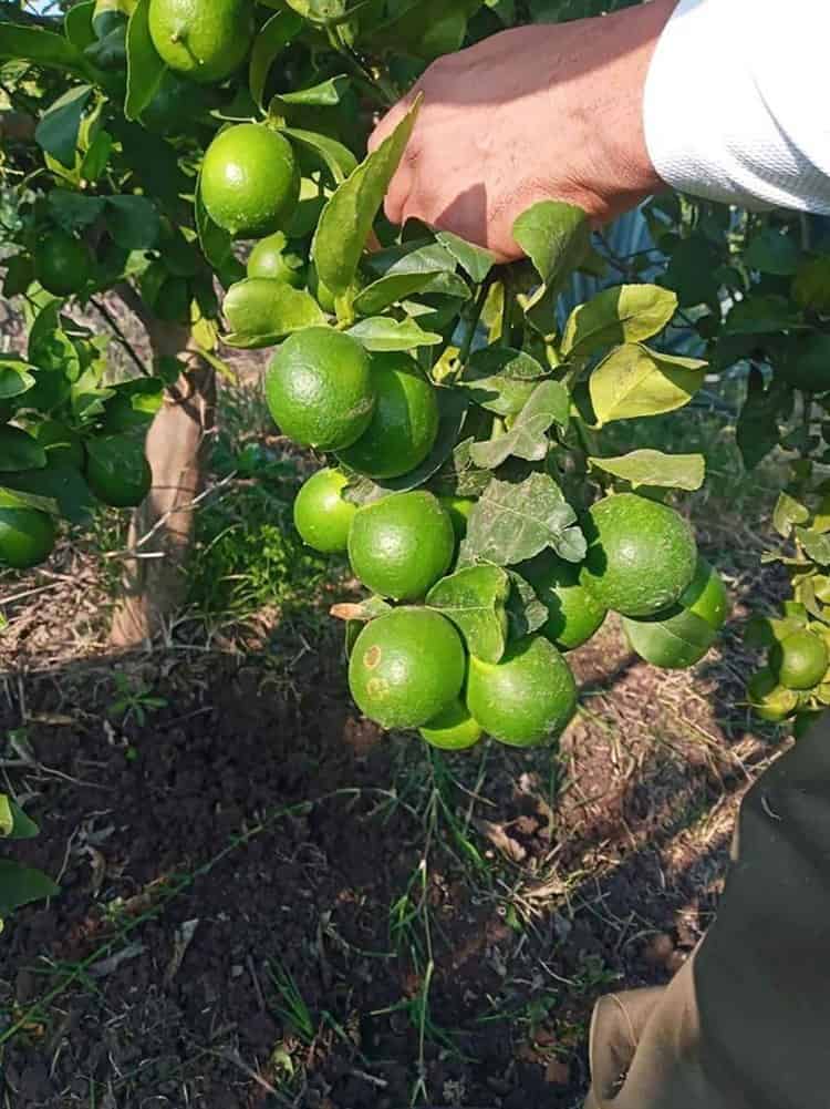 En jaque por estiaje, productores limoneros veracruzanos