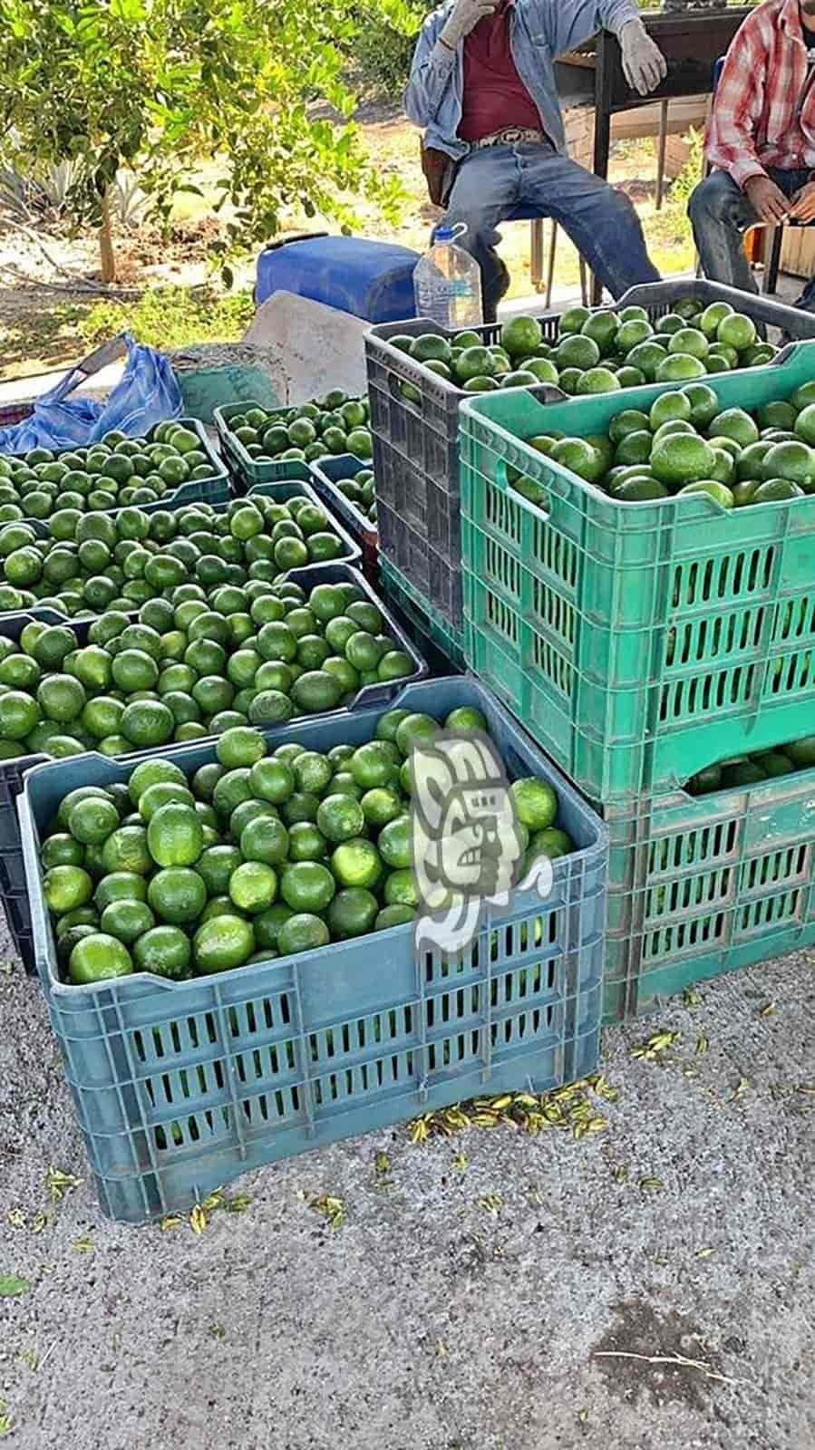 En jaque por estiaje, productores limoneros veracruzanos