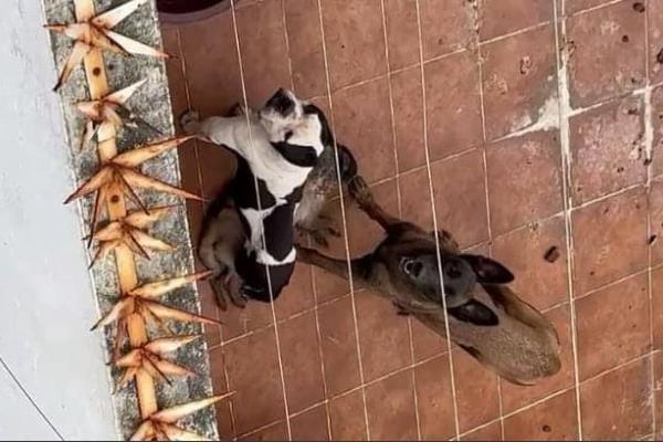 Perro devora a otro en fraccionamiento de Alvarado por falta de alimento (+Video)