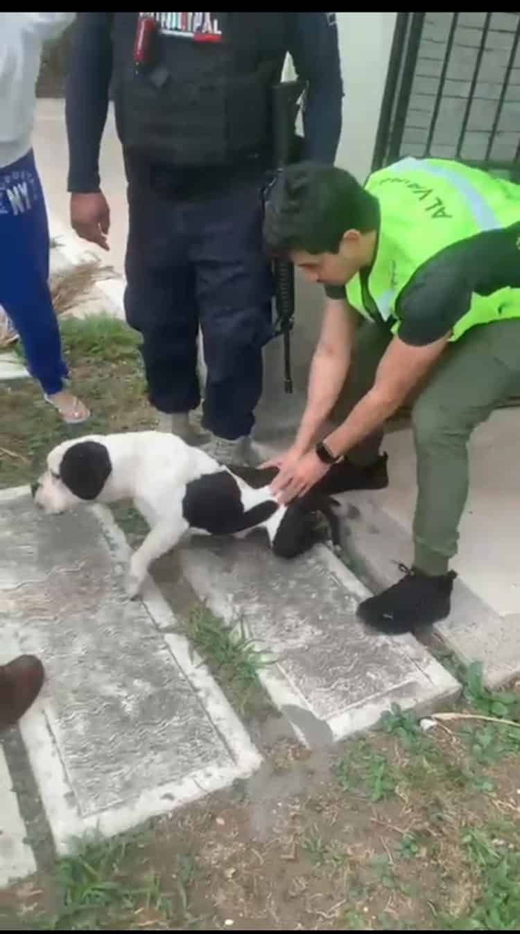 Perro devora a otro en fraccionamiento de Alvarado por falta de alimento (+Video)