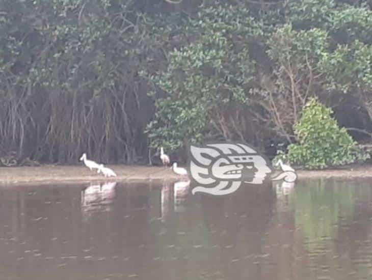 Aves se refugian en el sur de Veracruz del frío en Estados Unidos