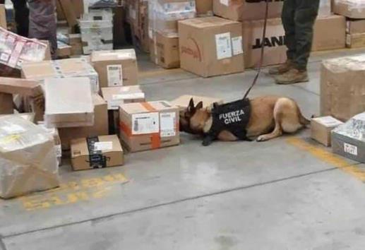 ¡Casi 13 kilos! Hallan cargamento de marihuana en empresa de mensajería en Veracruz