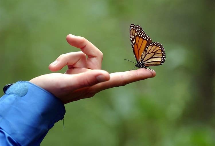 ¡Se alejan de México!; disminuye presencia de la mariposa monarca