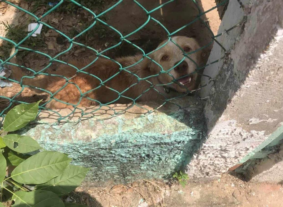 Interviene asociación civil ante caso de perrito abandonado