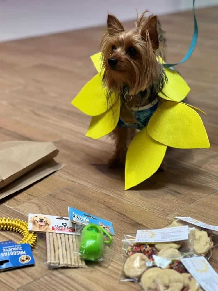 Familias viven ameno desfile de Primavera de perritos