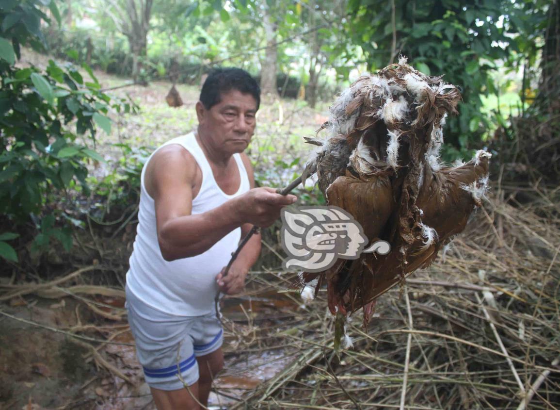 Sector Salud investigará calidad de agua en la colonia 1005; han muerto animales