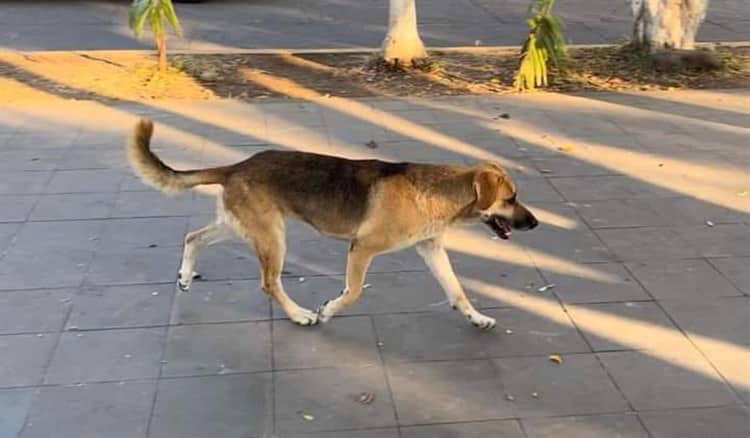 Muere “Parque”, mascota querida que adoptaron pobladores de Actopan; así lo despidieron