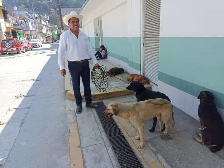 Vecinos alertan a autoridades por aparición de perros callejeron en Zongolica