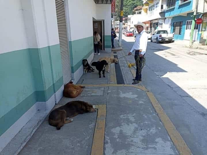 Vecinos alertan a autoridades por aparición de perros callejeron en Zongolica