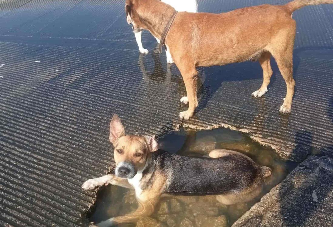 Lomitos se refrescan en baches con agua en Veracruz