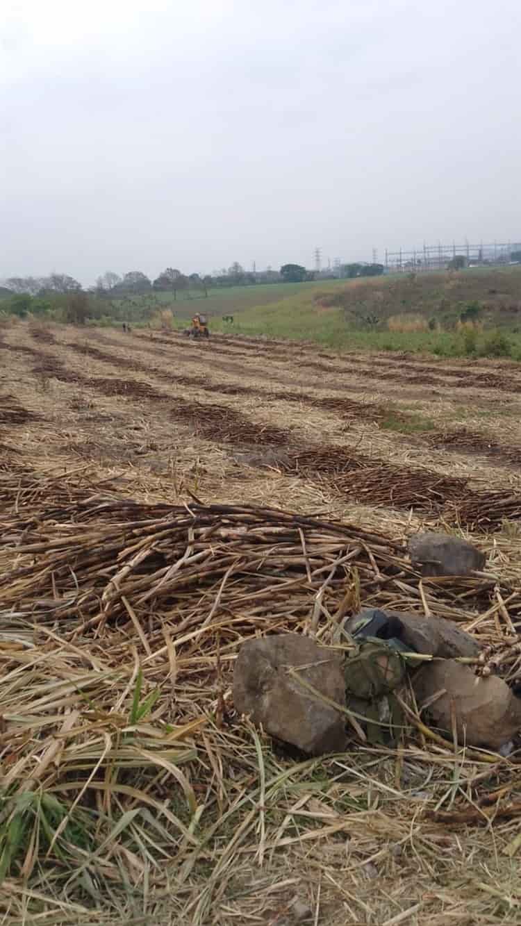 Cortador de caña pierde la vida al ser aplastado por una alzadora en campo de Amatlán