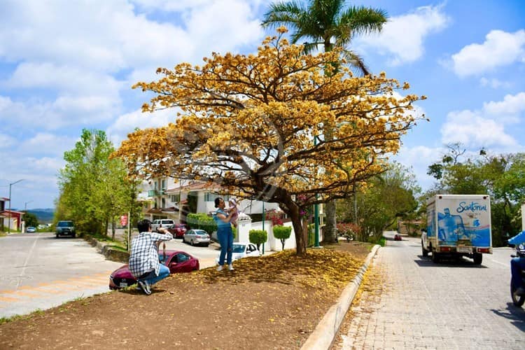 Conoce al guayacán, el árbol ‘de moda’ en Xalapa