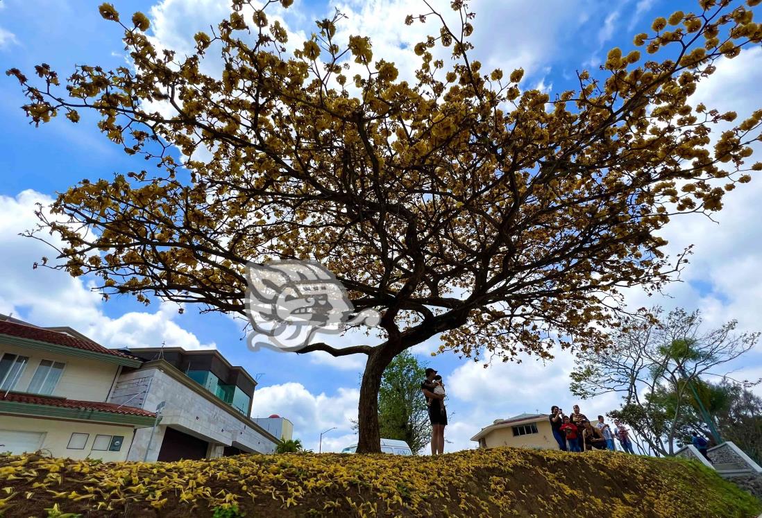 Conoce al guayacán, el árbol ‘de moda’ en Xalapa