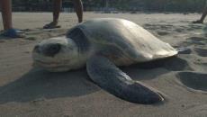 Gran tortuga lora recala en Playa Villa Rica