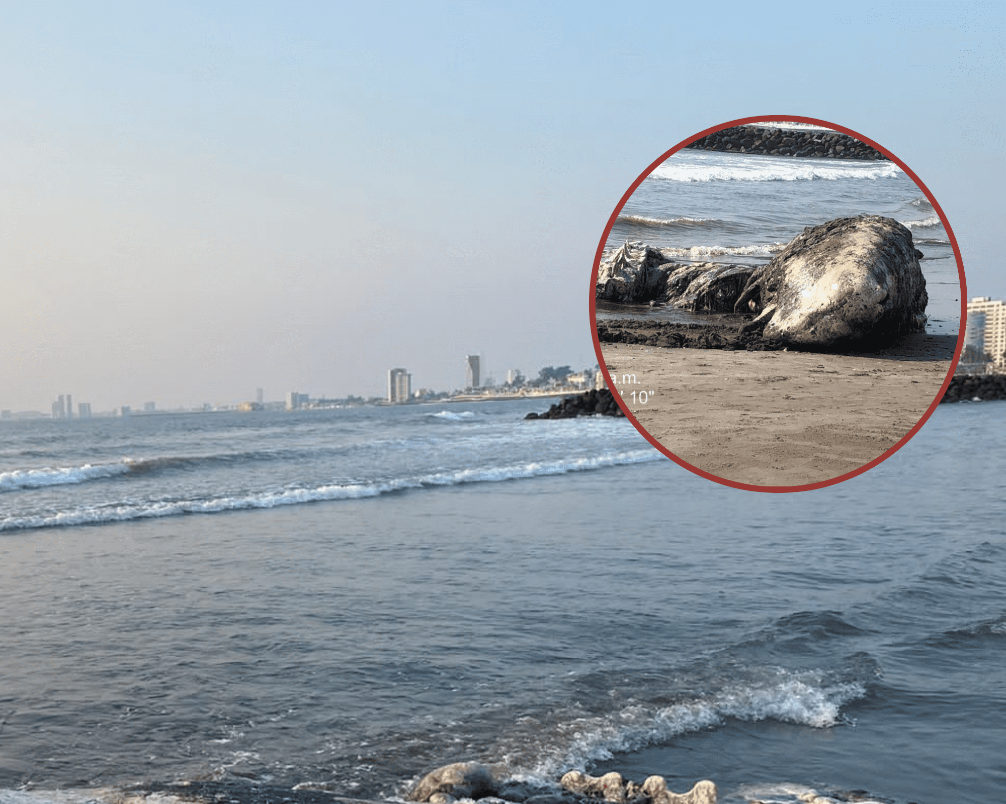 Por esta razón una ballena recaló en playa de Boca del Río