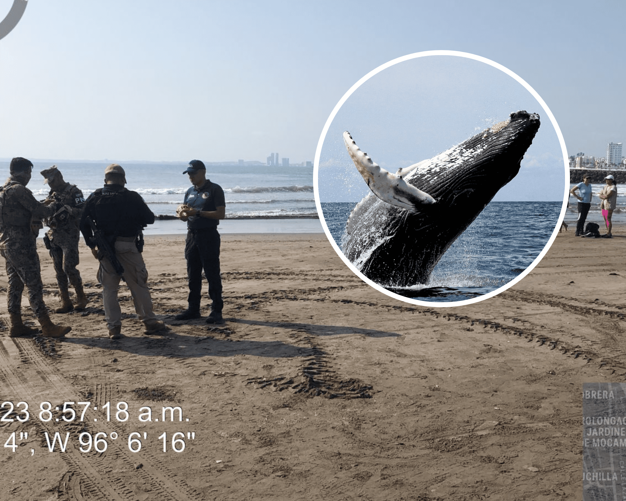 Aparece ballena en playa de Boca del Río (+Video)