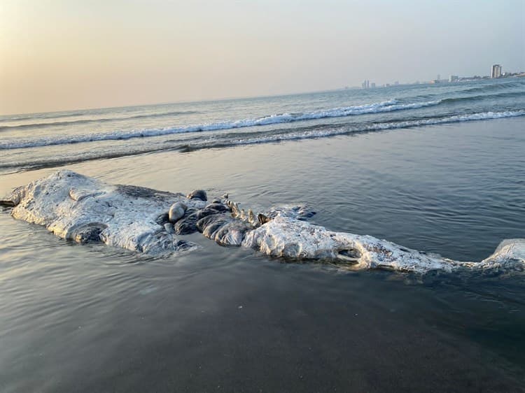 Aparece ballena en playa de Boca del Río (+Video)