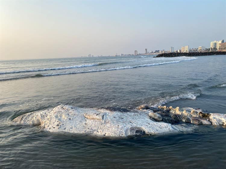 Por esta razón una ballena recaló en playa de Boca del Río