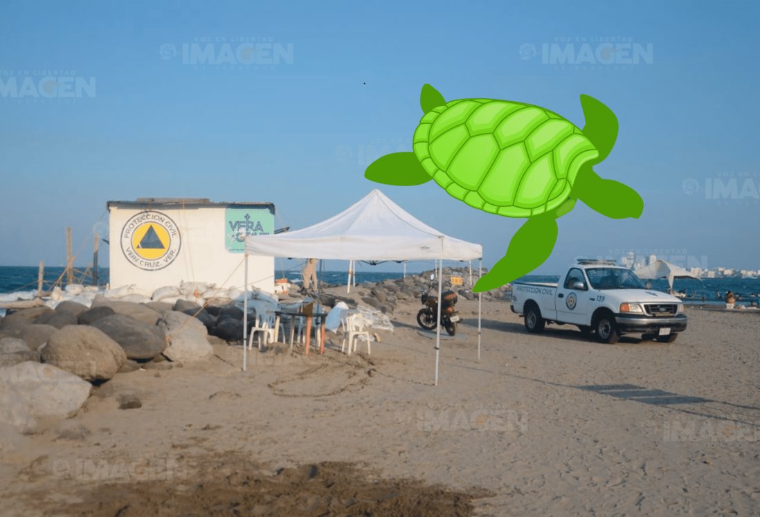 Localizan tortuga verde muerta en playas de Veracruz; la hirieron en su caparazón