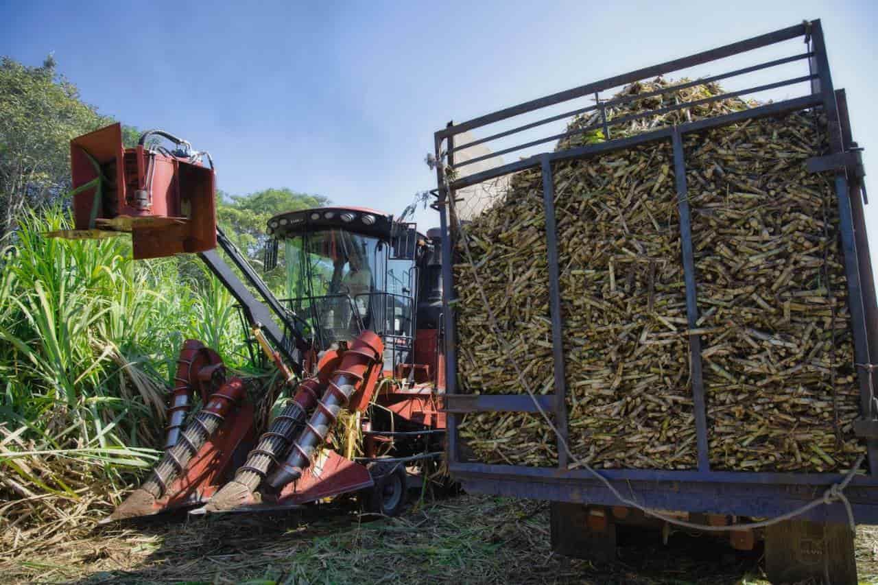 Veracruz ocupa primer lugar en producción de caña de azúcar