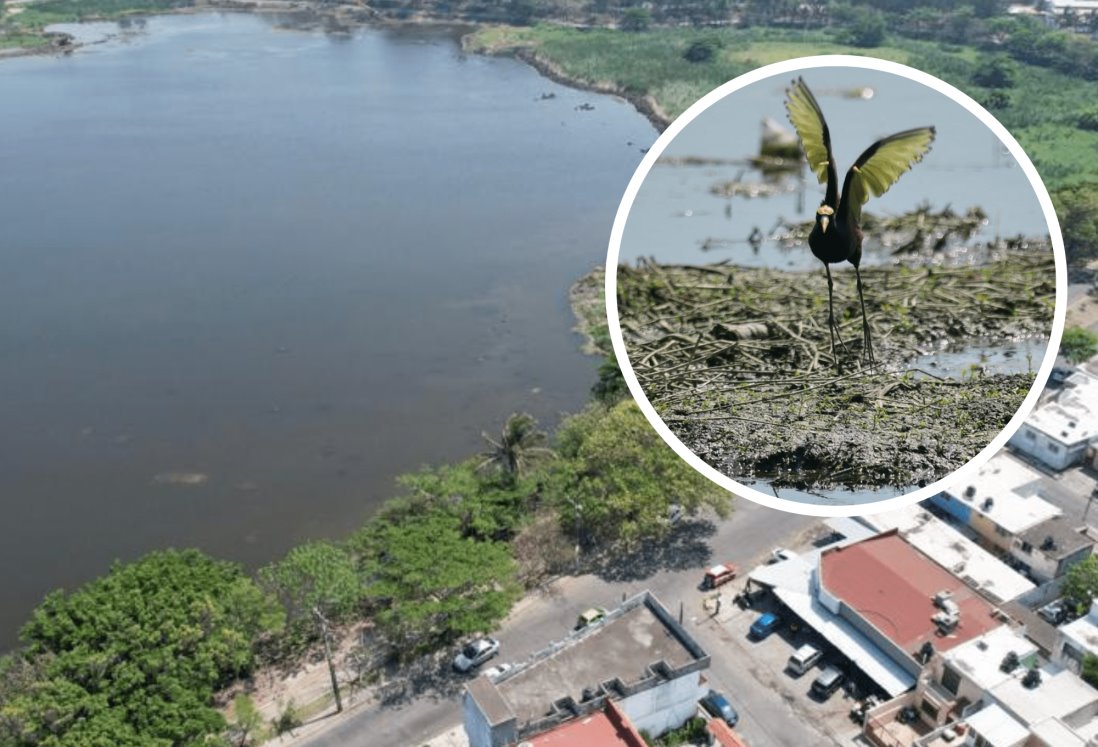 Regresa la fauna a Laguna Lagartos, tras limpieza en la zona