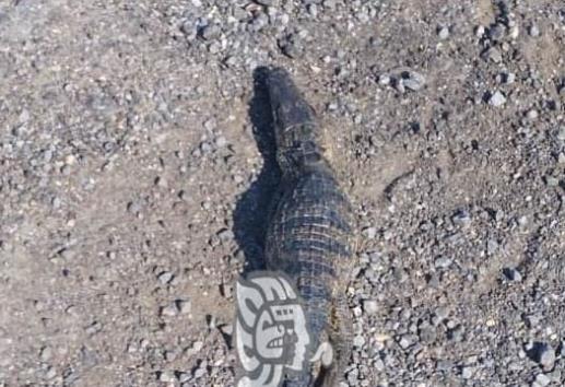 Hallan crías de cocodrilo en carretera Las Matas; estaban sin vida