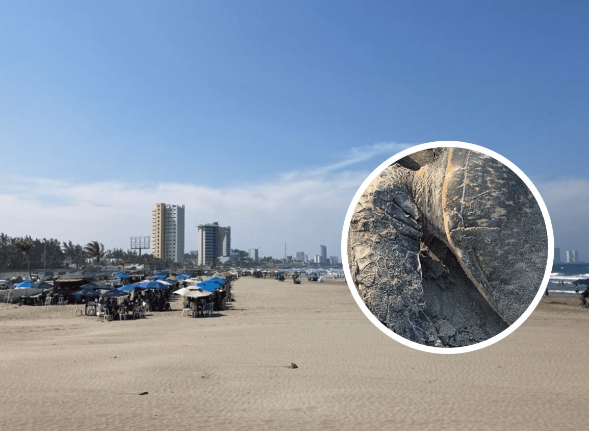 Aparece tortuga marina muerta en playa de Boca del Río