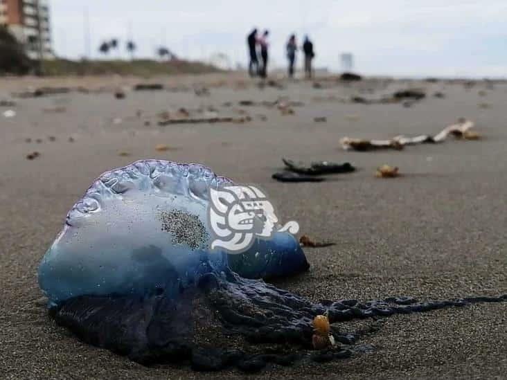 Alertan por presencia de medusas tóxicas en playa de Coatzacoalcos