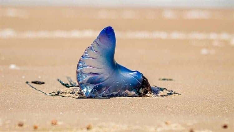 Alertan por presencia de medusas tóxicas en playa de Coatzacoalcos