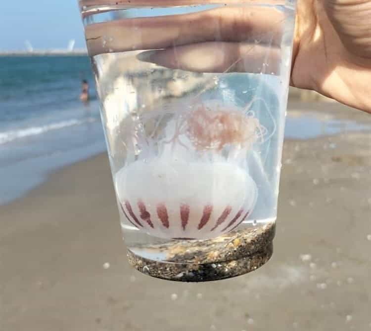 Contacto con medusas manda al hospital a 10 bañistas en playa de Coatzacoalcos; PC coloca banderas para alertar a los turistas