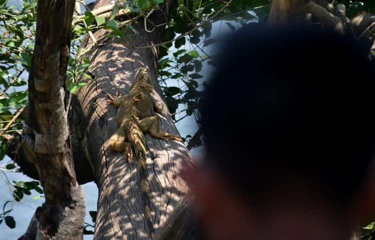 Ante las altas temperaturas, animales buscan protegerse de los intensos rayos del sol