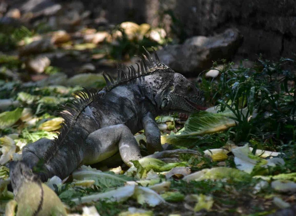 Ante las altas temperaturas, animales buscan protegerse de los intensos rayos del sol