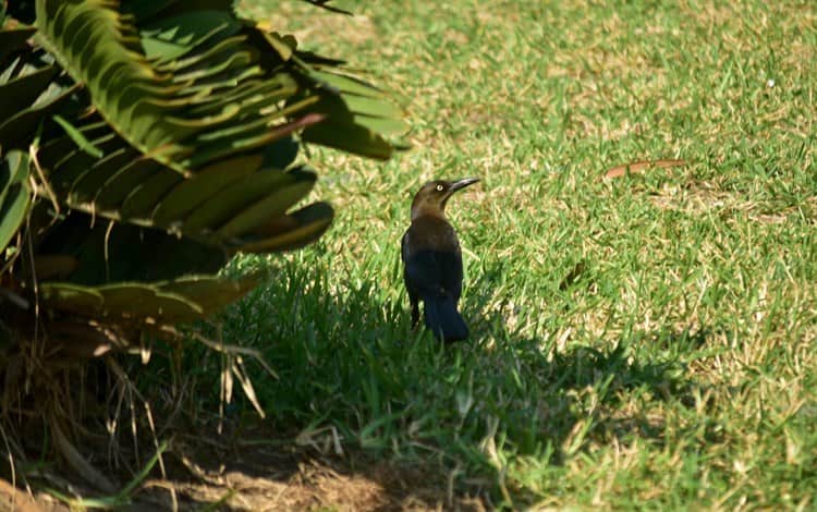 Ante las altas temperaturas, animales buscan protegerse de los intensos rayos del sol