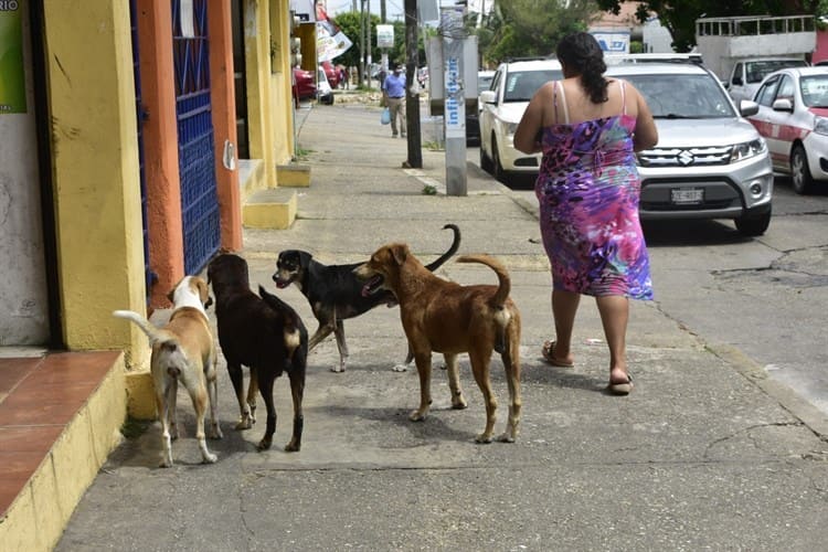 Ante las altas temperaturas, animales buscan protegerse de los intensos rayos del sol