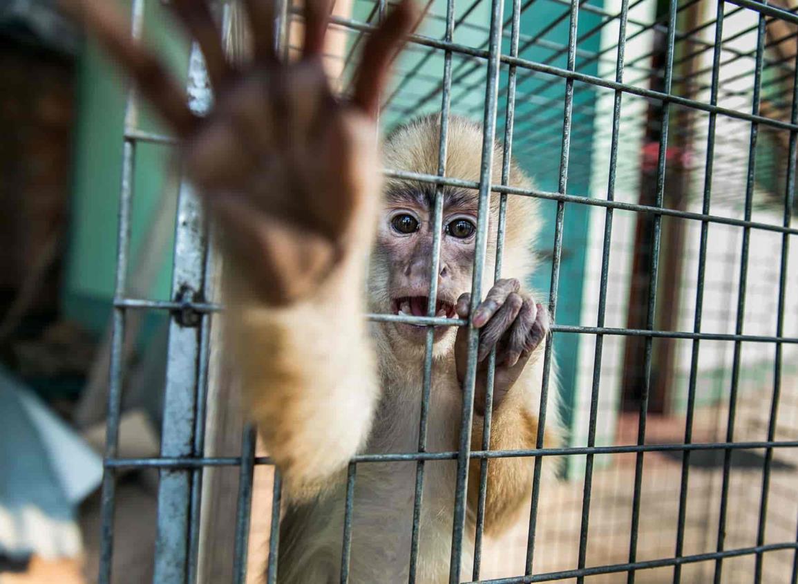 Veracruz: tráfico de especies animales de cielo, mar y tierra; peligra biodiversidad