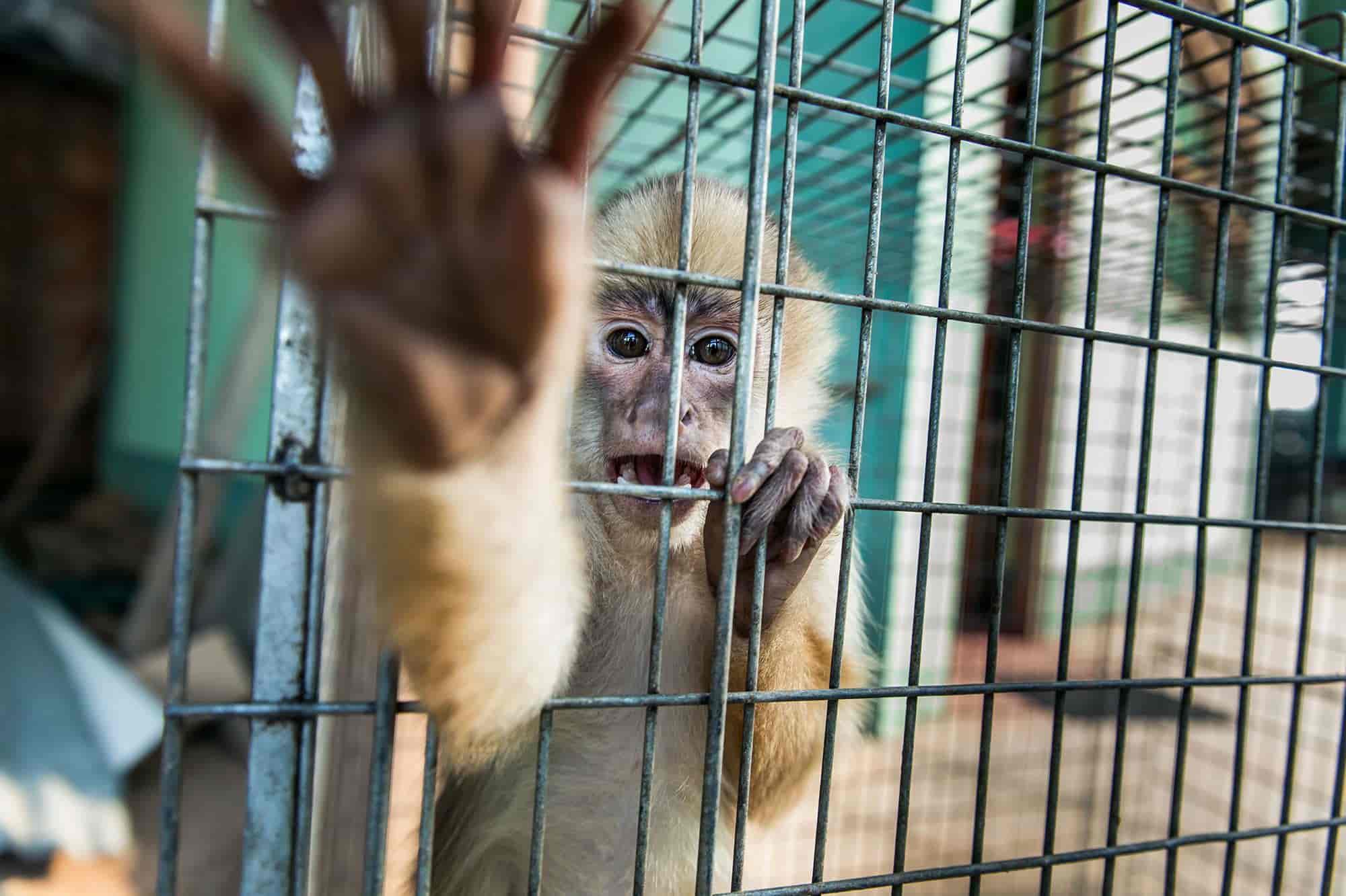 Peligra biodiversidad en Veracruz por tráfico de especies