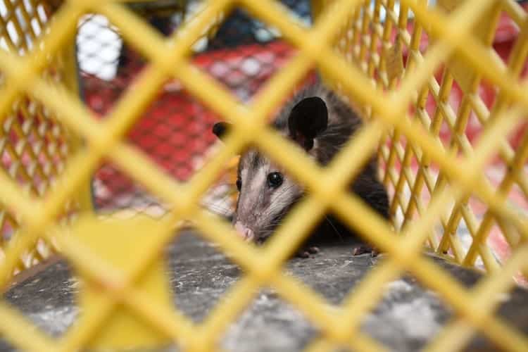 Peligra biodiversidad en Veracruz por tráfico de especies