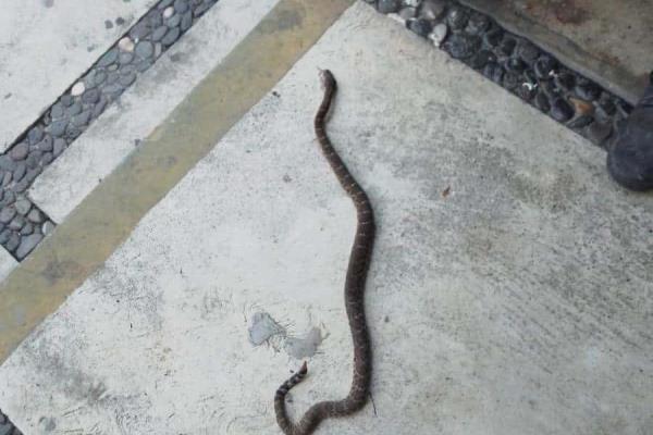 Capturan enorme serpiente de cascabel en IMSS La Gloria