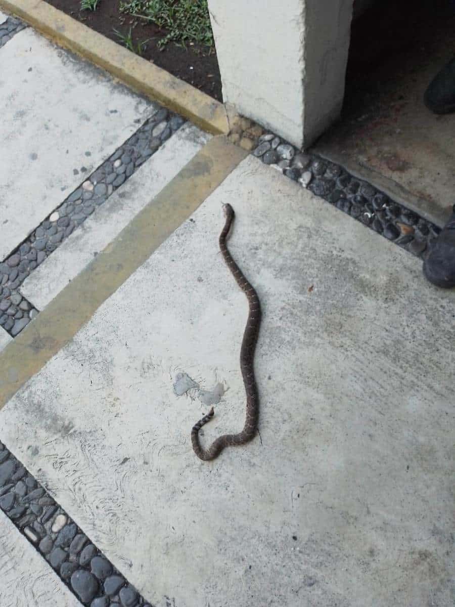 Hallan serpiente de cascabel en baños de clínica del IMSS de Veracruz