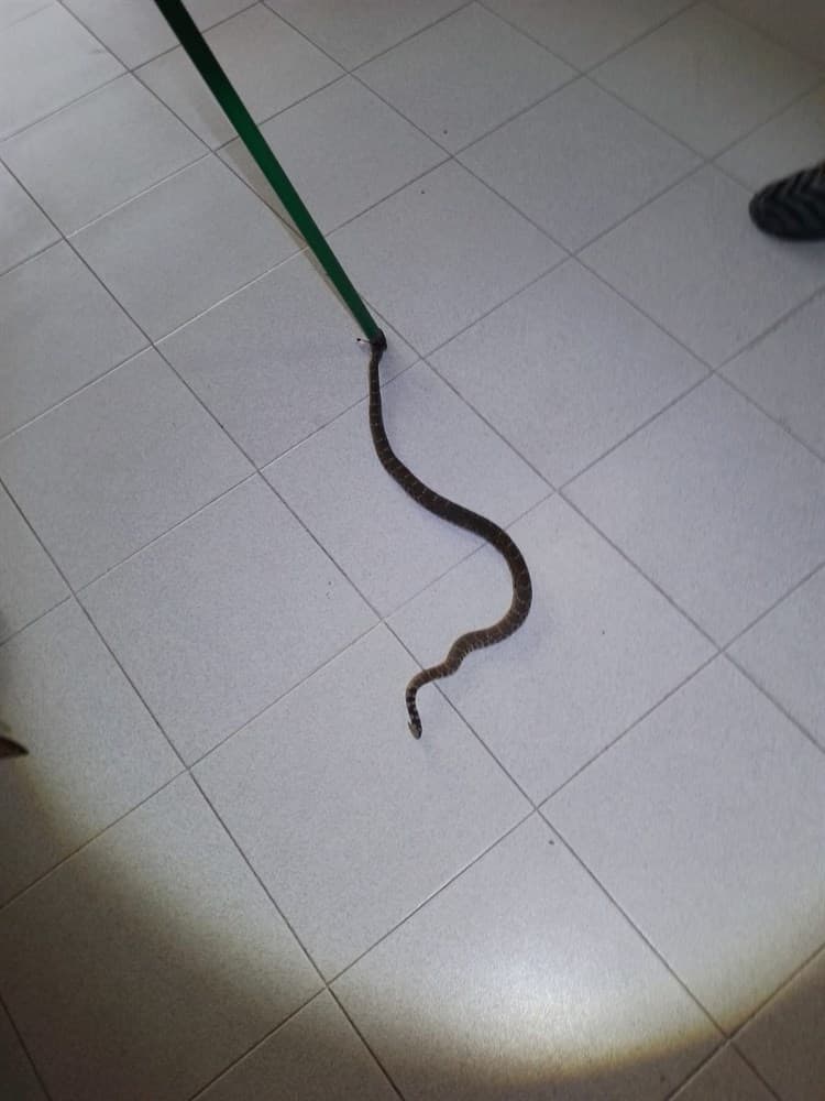 Hallan serpiente de cascabel en baños de clínica del IMSS de Veracruz